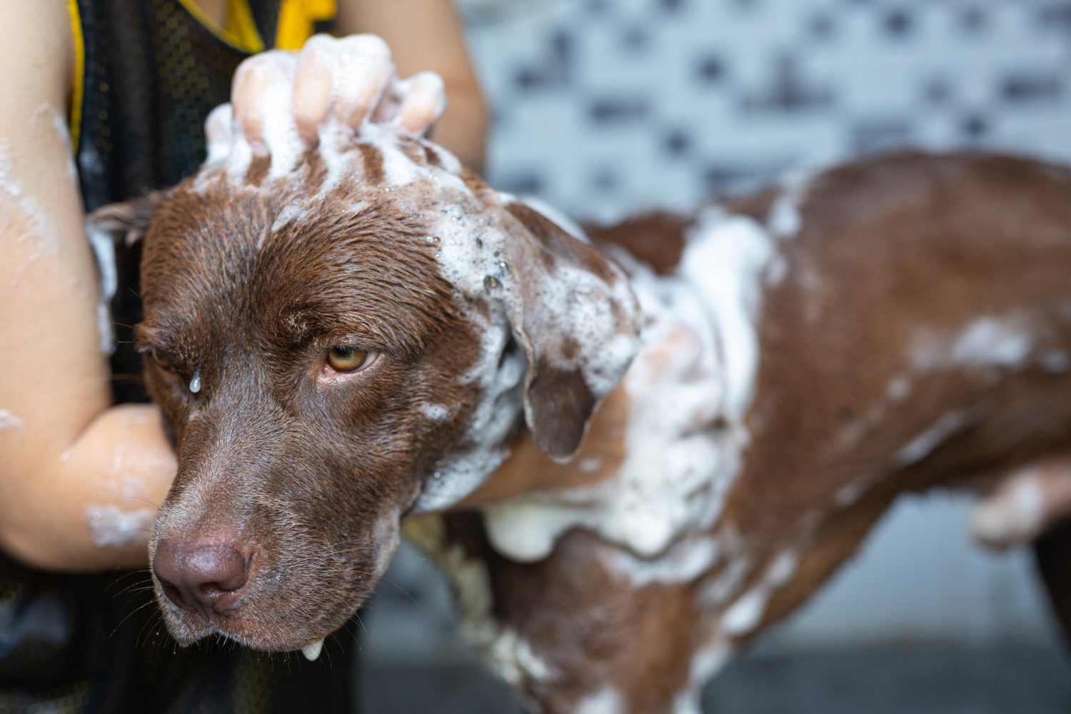 Pet Wash Station